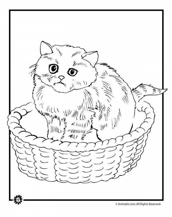 Котенок. Раскраска