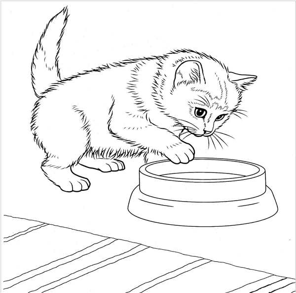 Раскраска Котёнок в уютном домике