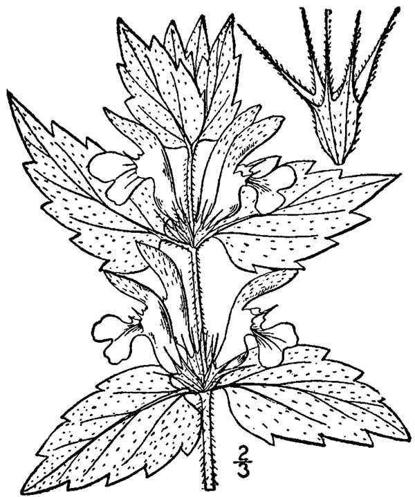 Крапива двудомная (Urtica dioica)