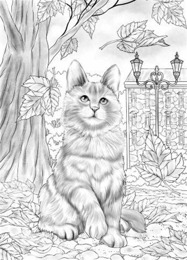 Раскраска кот