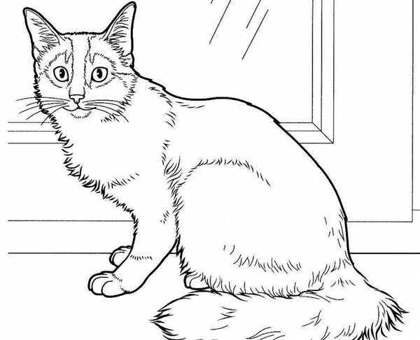 Раскраска. Котики
