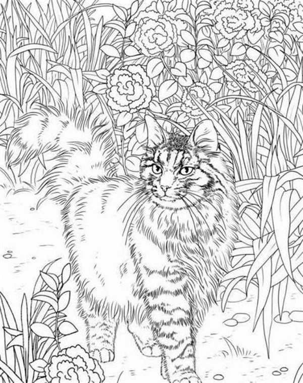 Котенок. Раскраска
