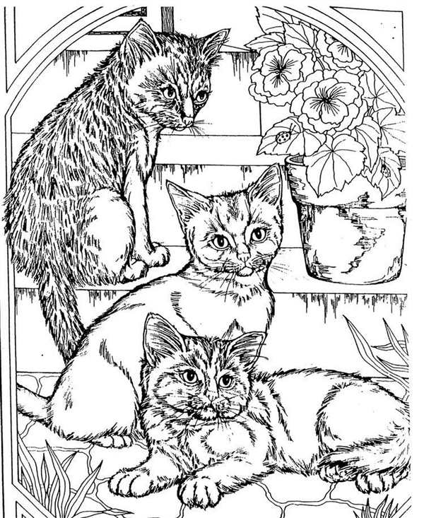 Кошки. Раскраска