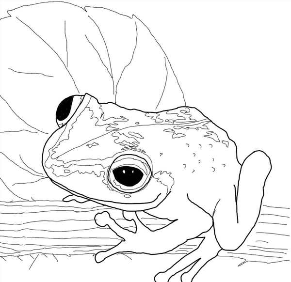 Лягушка рисунок разукрашка