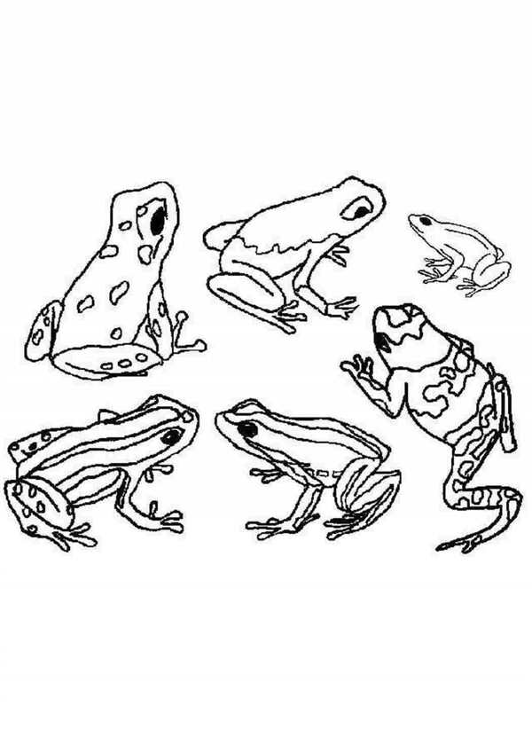 Лягушка раскраска