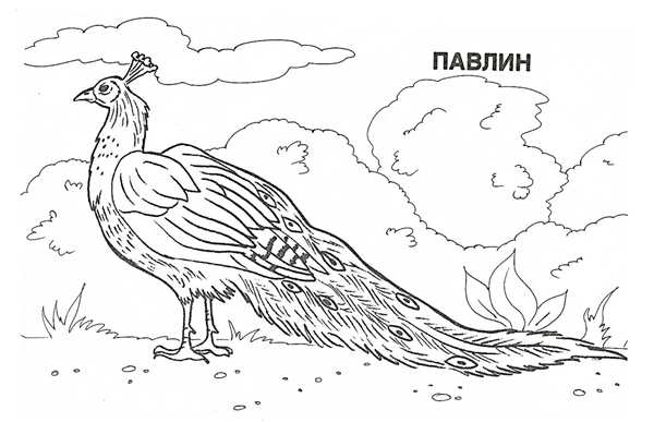 Рисунки для раскраски животные