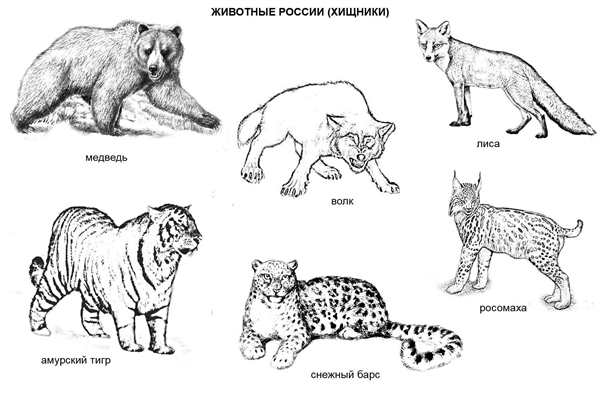 Красная книга раскраска
