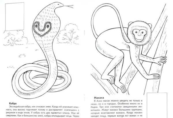 Раскрась животных из красной книги
