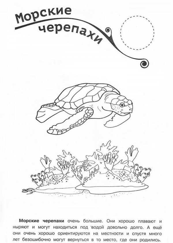 Животные из красной книги раскраска