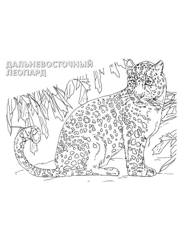 Животные из крсной книи раскраска