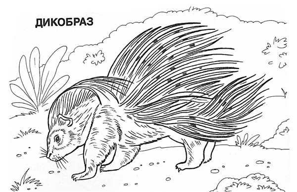 Проект красная книга раскраска