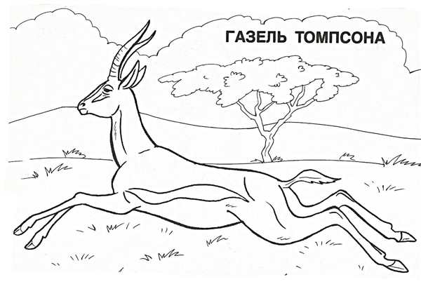 Животные красной книги раскраска