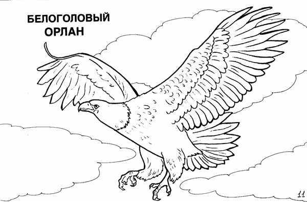 Красная книга раскраска