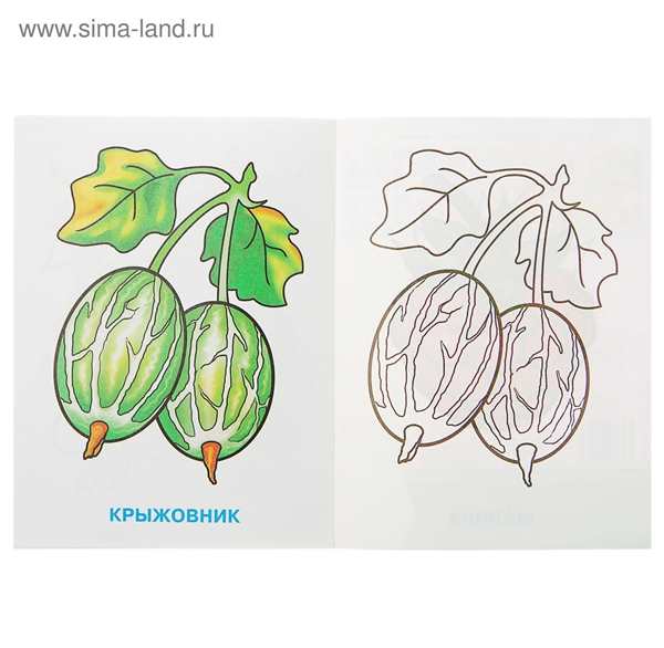 Ягоды картинки для детей раскраски