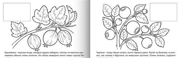 Кустарник крыжовник раскраска