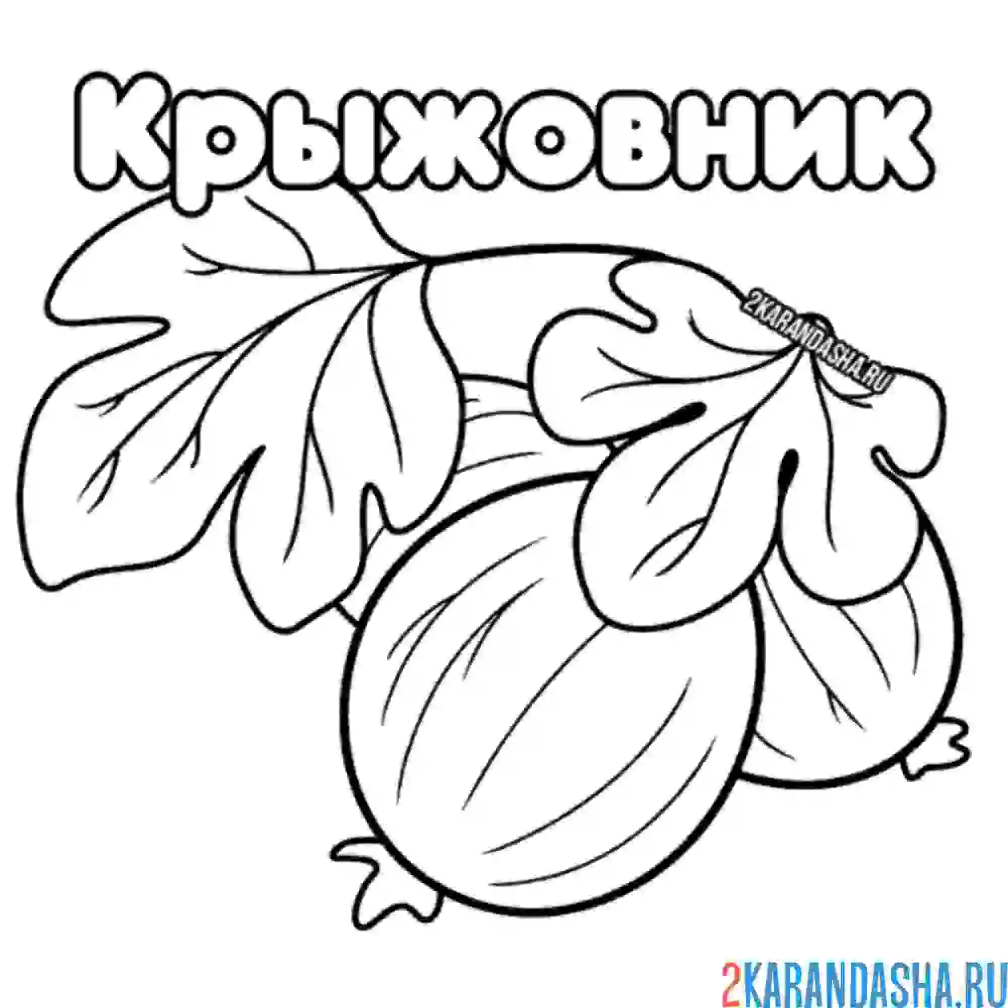 Раскраска Крыжовник Весенние Упражнения для Детских Талантов