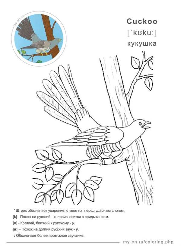 Раскраска Кукушка на ветке