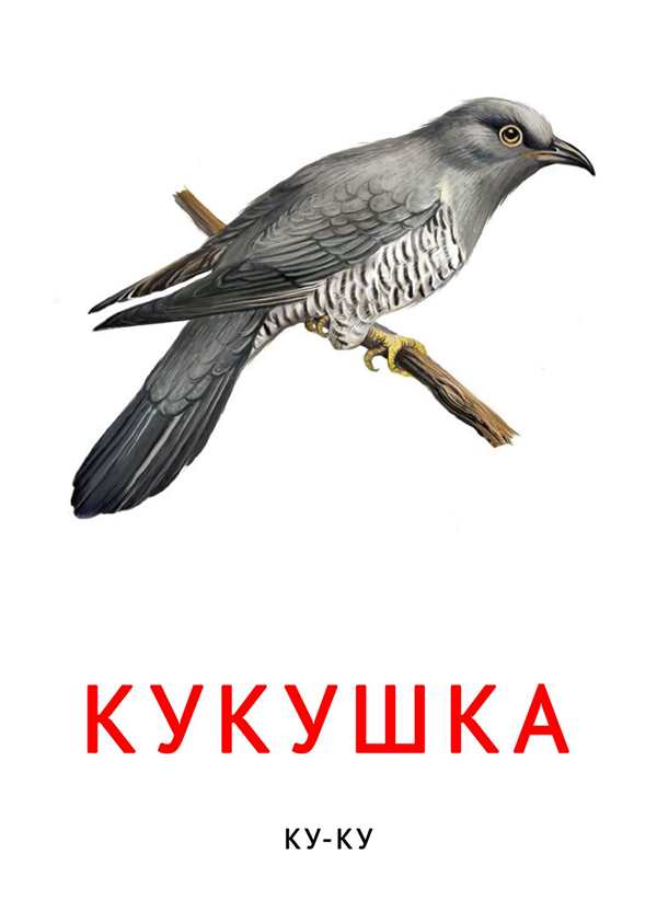 Раскраска Кукушка на ветке