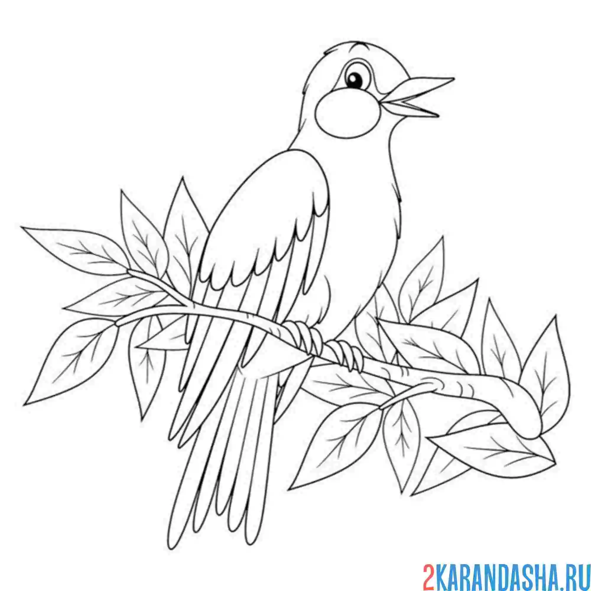 Кукушка рисунок