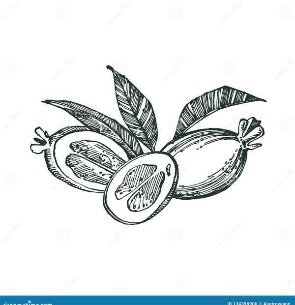Кумкват рисунок