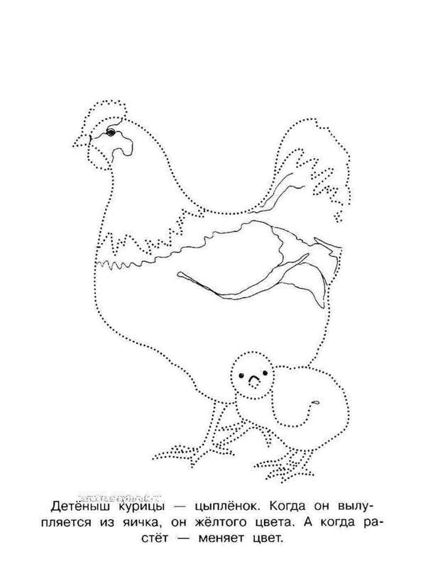 Курица раскраска