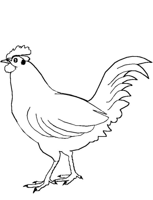 Курица раскраска