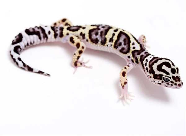Bold Stripe эублефар
