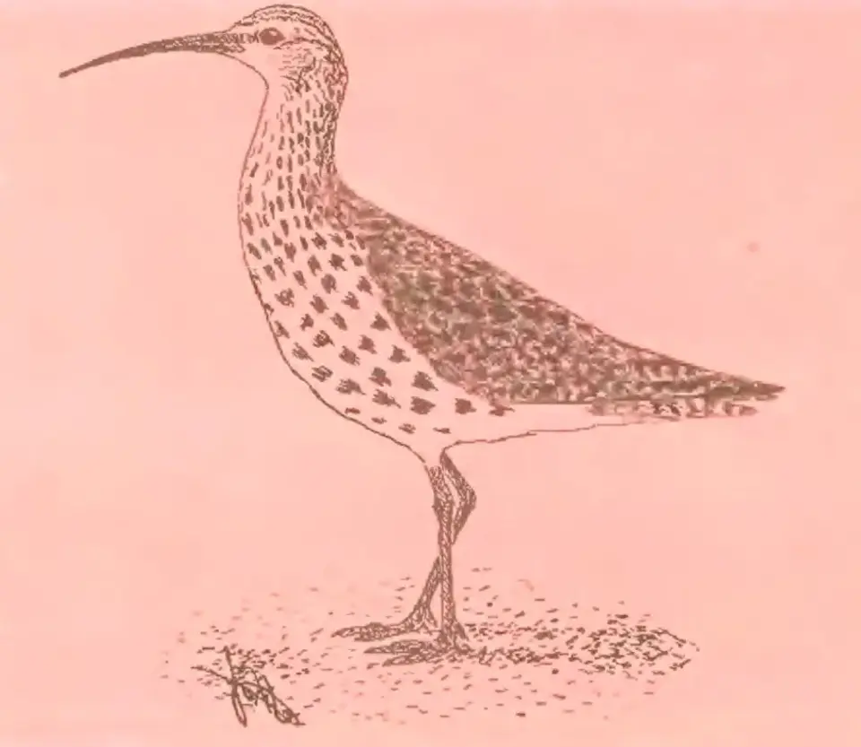 Бекас рисунок