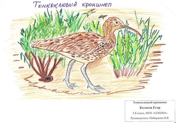 Птица с длинным изогнутым клювом