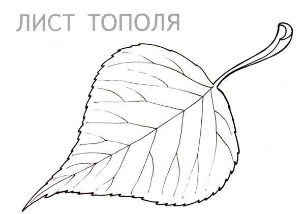 Листья раскраска для детей