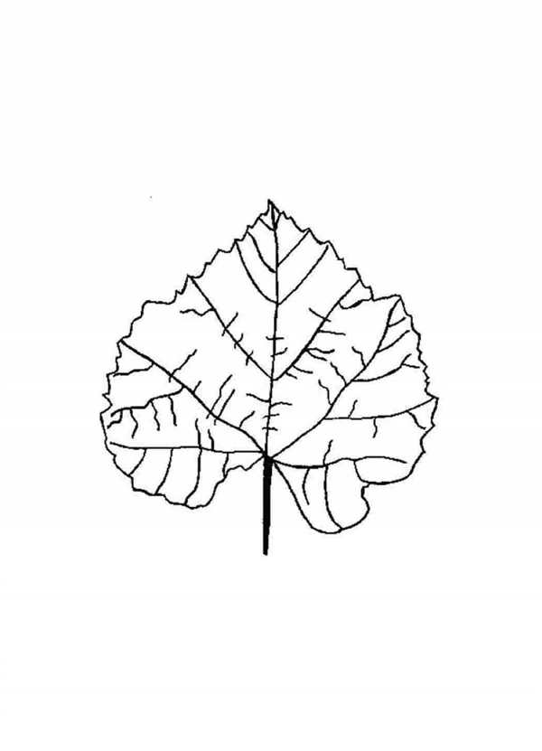Лист липы