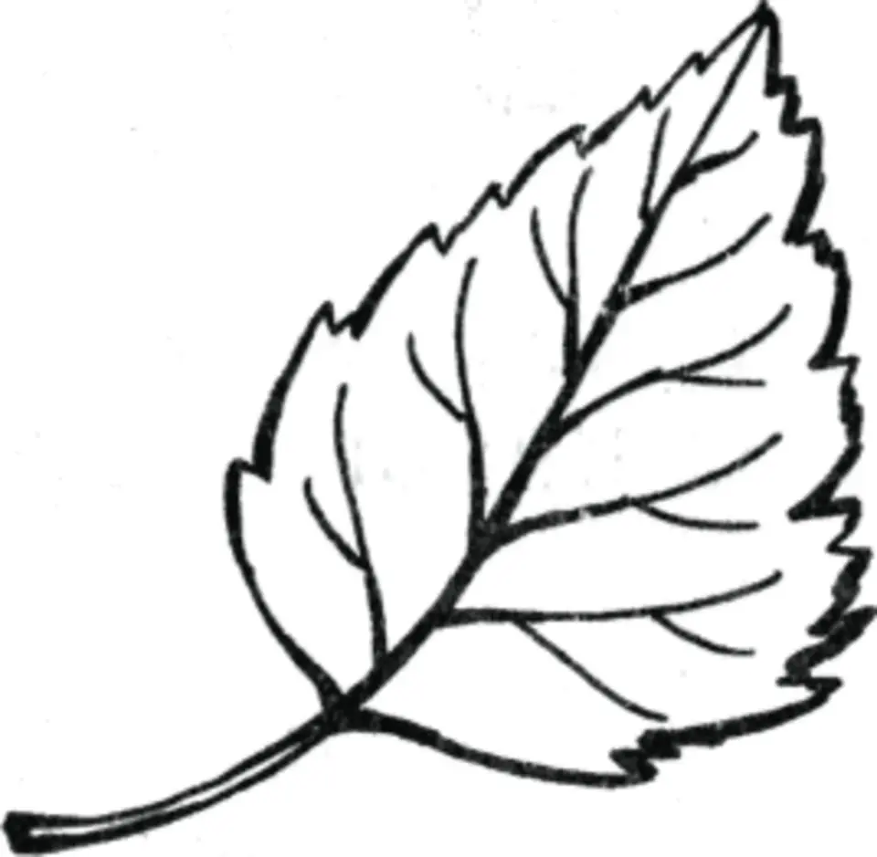 Листья раскраска