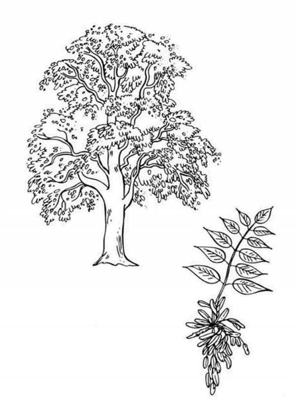 Листья рисунок