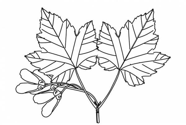 Сумах кожевенный или дубильный (Rhus coriaria)