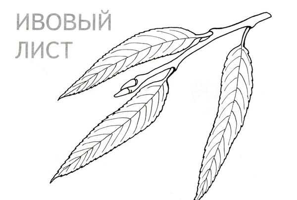 Раскраска Лист Сумаха Волшебные Тонирования
