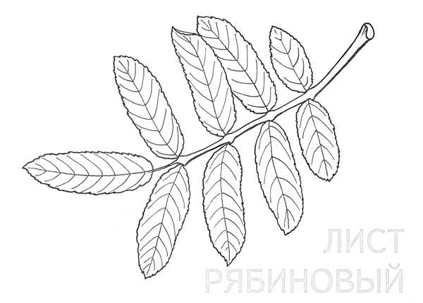 Дерево раскраска для детей