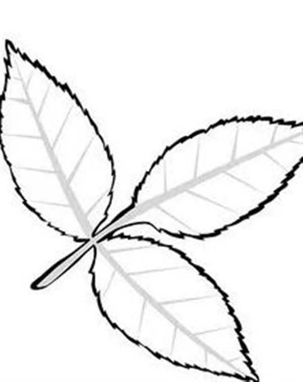 Раскраска Лист ясеняCreative Coloring for Relaxation