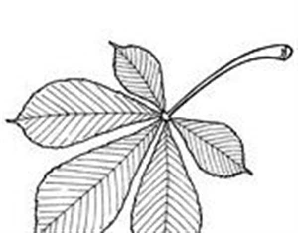 Раскраска Лист ясеняCreative Coloring for Relaxation