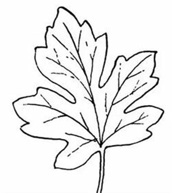 Растения рисунки карандашом