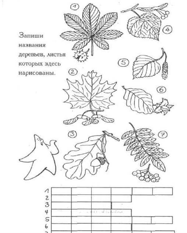 Листья деревьев