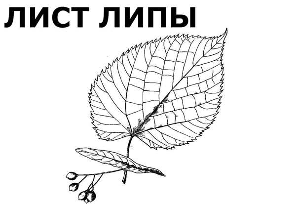 Раскраска Листья c Названиями