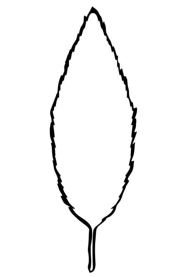 Листья раскраска