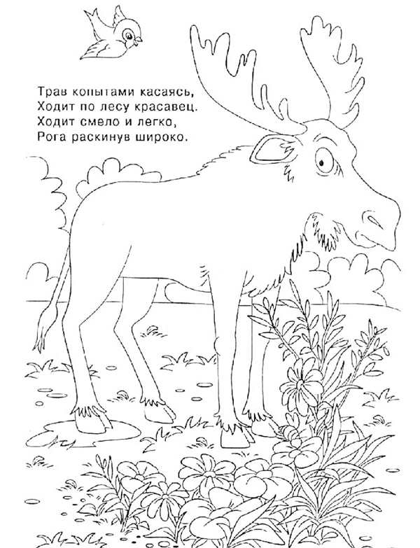 Раскраска Лось В Степи