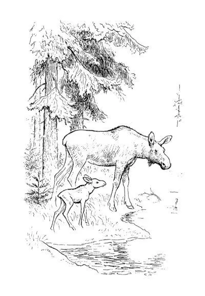 Лосенок раскраска