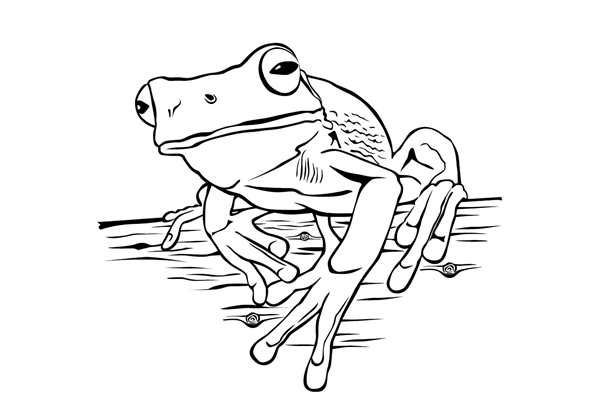 Лягушка раскраска