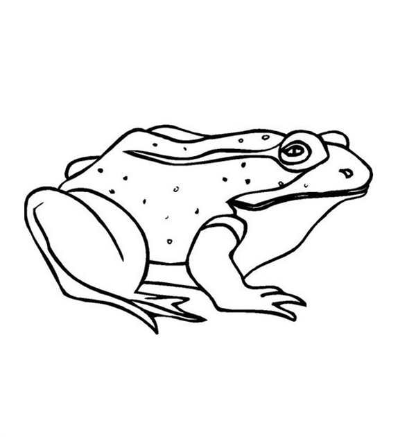 Лягушка раскраска для детей