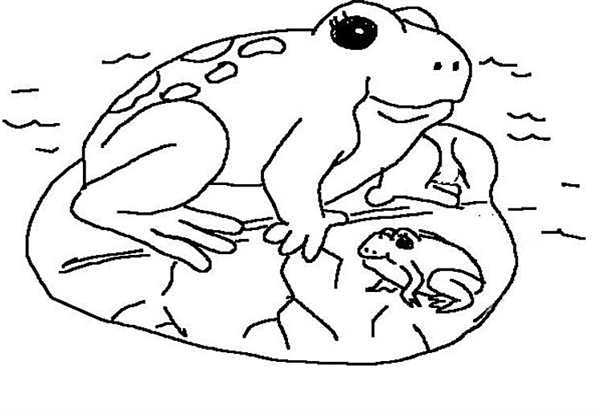 Лягушка раскраска