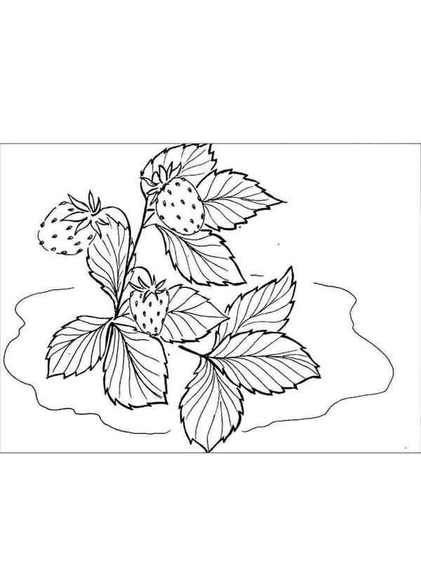 Земляника рисунок
