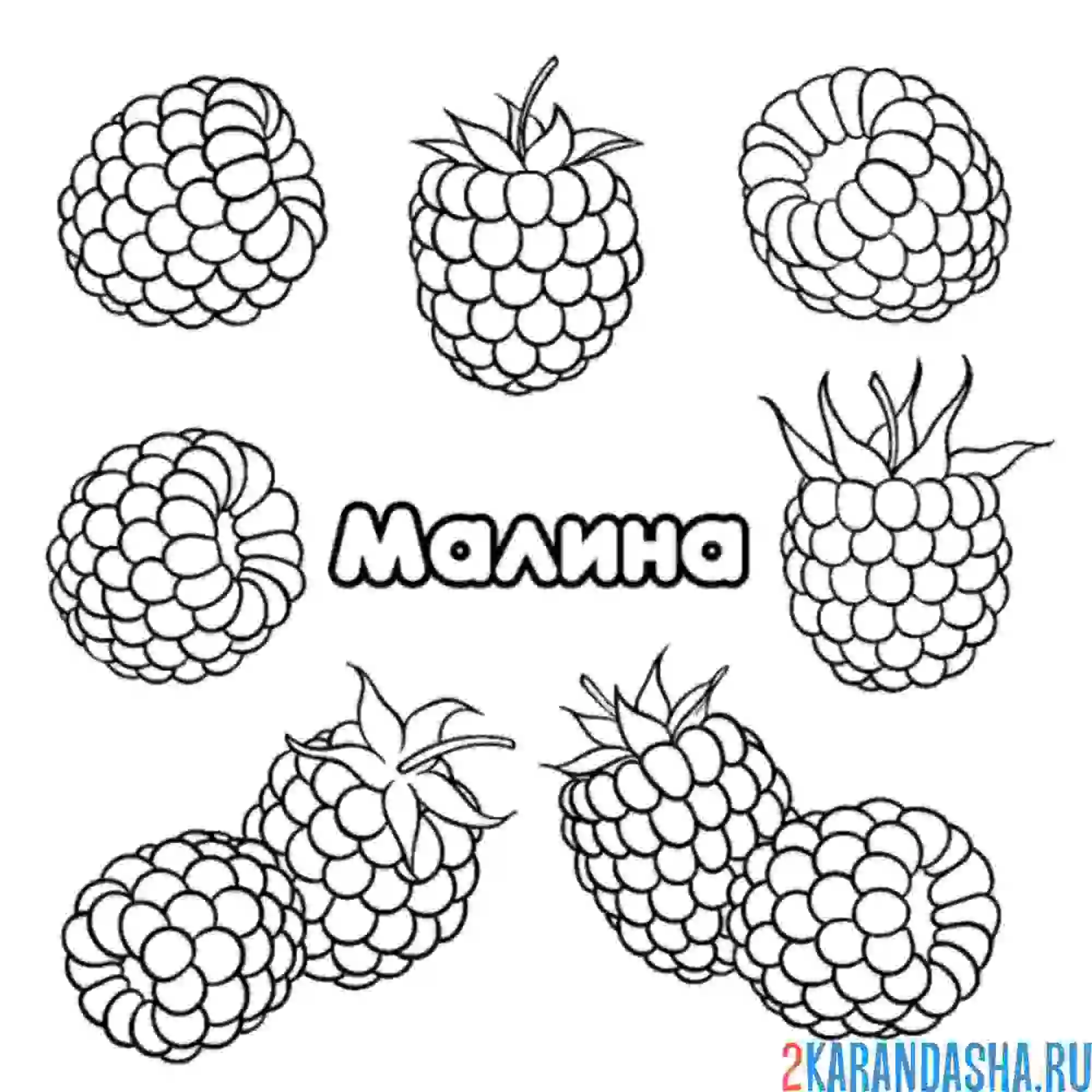Раскраска малина и черника
