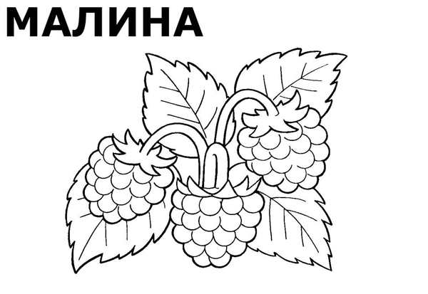 Малина раскраска